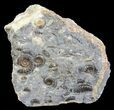 Ammonite Fossil (Promicroceras) Cluster - Somerset, England #63517-1